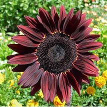 25 Seeds Chocolate Cherry Sunflower - £14.37 GBP