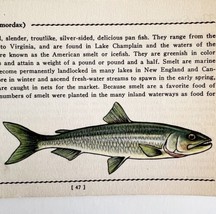 Smelt 1939 Fresh Water Fish Art Gordon Ertz Color Plate Print PCBG20 - $570.01 MXN