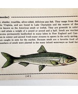 Smelt 1939 Fresh Water Fish Art Gordon Ertz Color Plate Print PCBG20 - $41.01 CAD