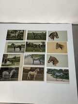 Lot of Antique Thoroughbred Horse Postcards Prussian Race Horses - £23.55 GBP