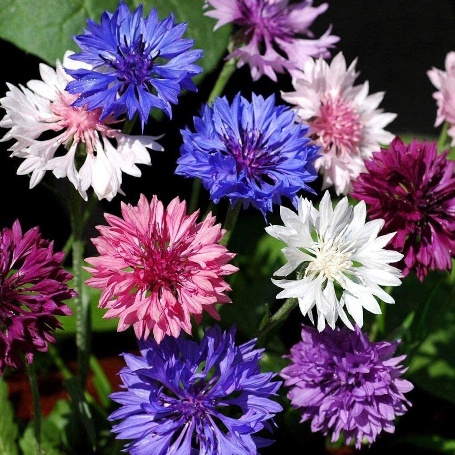 50 Polka Dot Bachelor&#39;s Button Flower Flowers Garden Annual Seeds  - $15.99