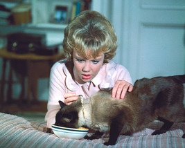That Darn Cat! Hayley Mills 8X10 Photo - £7.79 GBP