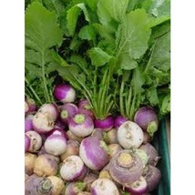 USA Seller Purple Top Turnips Seeds Fast Shipping - £9.56 GBP