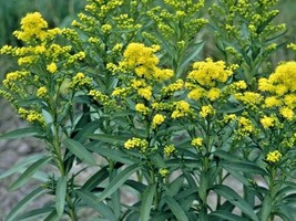 BStore 90 Seeds Stiff Goldenrod Seeds Native Wildflower Drought Heat Col... - £6.73 GBP