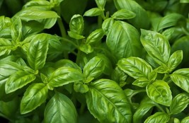 SEPT Sweet Basil Seeds Organic Common Easy Grow Herb Tx Usa - $5.88