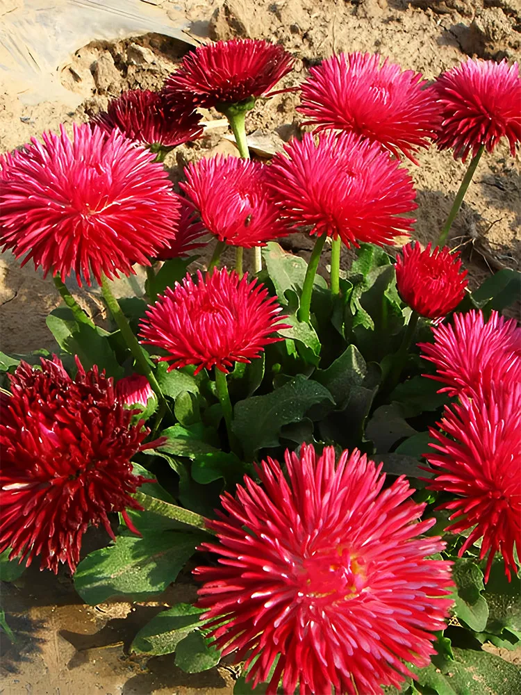 FA Store 500 Pcs/Bag Red Lar Daisy Seeds Coloring Your Garden - $6.98