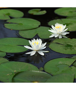 'Shalina' White Lotus Flower Water Lily Flower Aquatic Plants - 1 Seeds - $5.63