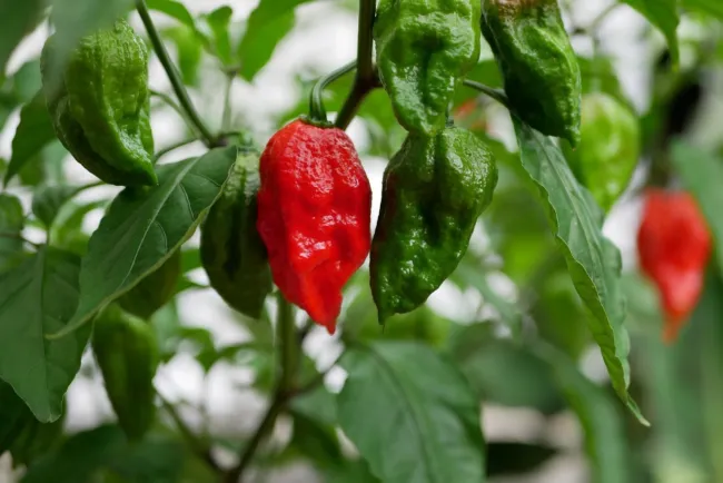 20 Seeds Ghost Pepper Seeds Blazing Hot Naga Bhut Jolokia Cobra Chili Vegetable  - £15.97 GBP