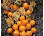 Simple Pack 55 seed Vegetable CAPE GOOSEBERRY (PHYSALIS PERUVIANA) - $7.92