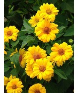 50 Summer Sun Sundrops Yellow Heliopsis Scabra False Sunflower Bulk Seeds - $219.02 MXN