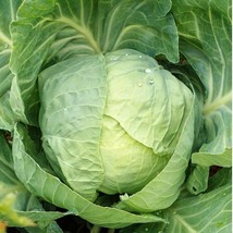 New Early Round Dutch Cabbage Seeds Organic Fresh USA Garden - £4.75 GBP