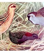 Yellow And Black Rails Sora 1936 Bird Art Lithograph Color Plate Print D... - €21,45 EUR