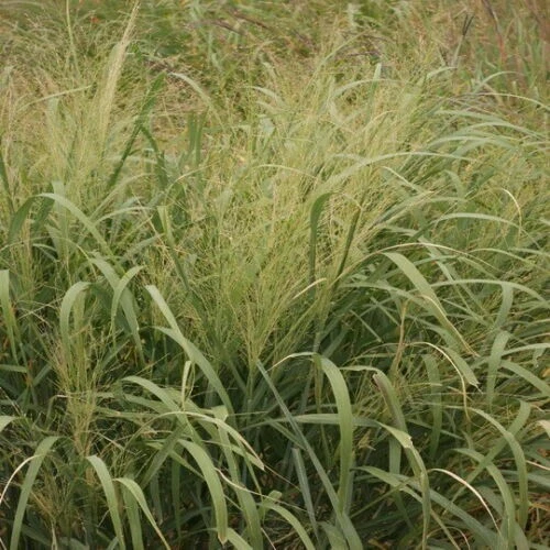 Exotic 500 Switchgrass Switch Grass Seeds ‘Kanlow’ - $3.77