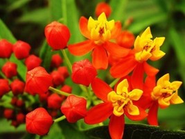 Milkweed TROPICAL Bloodflower Asclepias Monarch Butterfly Host Plant 100... - $5.65