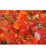 SML 25 Stellar Tomato Seeds Slicing Tomato Hybrid F1 Variety Bulk Seeds - $378.47 MXN