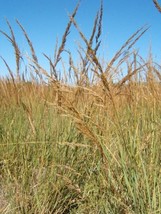 300 Ornamental Big Bluestem Grass Beardgrass Andropogon Gerardii Seeds N... - $285.31 MXN