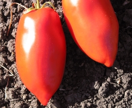 Non GMO -30 Seeds Polish Paste Tomato Heirloom Vegetable  - $8.99