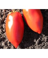 Non GMO -30 Seeds Polish Paste Tomato Heirloom Vegetable  - €7,81 EUR