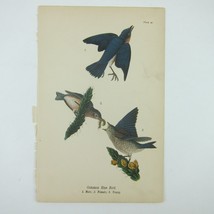 Bird Lithograph Print Common Blue Bird after John James Audubon Antique 1890 - £16.03 GBP