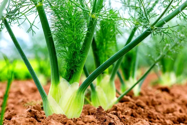 100 Fennel Vegetable Seeds For Planting Grow Preludio Fennel Bulbs For Cuisine F - £15.58 GBP