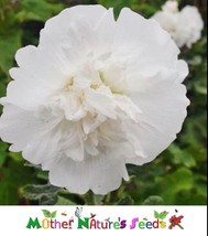 ArfanJaya 50 SeedsHollyhock Majorette Double White Dwarf Biennial Memory Garden - £8.57 GBP