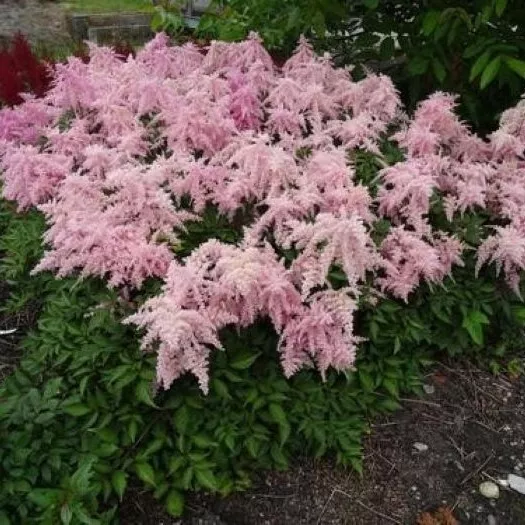 Astilbe FIREWORKS PINK new chinensis false spirea 2.5" pot Live Potted Plant - $13.88
