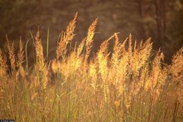 10,000 Seeds INDIAN GRASS Native Prairie Clumping Ornamental Perennial - £18.83 GBP