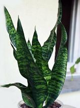 4&quot; Pot Plant Black Snake Sanseveria Almost Impossible to Kill Indoor Houseplant - £47.30 GBP