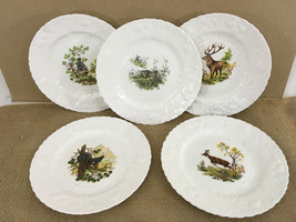 Queens Rosina China Co Fine Bone China England Wildlife Art Salad Plate - £39.96 GBP