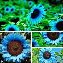 Sunflower Blue Seeds Plants Garden Plants bonsai rare flower colorful organic 50 - £15.69 GBP
