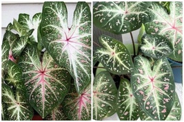 2ct. Caladium Galaxy Bulbs - £39.86 GBP