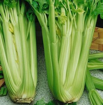 Tall Utah Celery Apium Graveolens Vegetable, 40 Seeds - £8.09 GBP