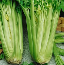 Tall Utah Celery Apium Graveolens Vegetable, 40 Seeds - $10.29