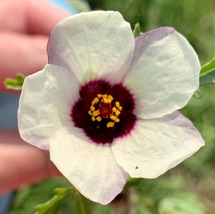 15 Amethyst Hibiscus Seeds Flower Perennial - £14.35 GBP