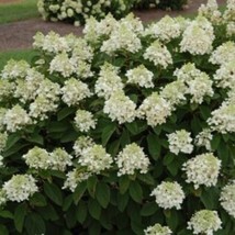 Hydrangea Baby Lace Starter Plant Approx 5-7 Inch Dormant New Fast Shipping - $30.70