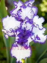 40 Seeds Louis Iris Tectorum Flower - £8.18 GBP