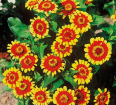 KingStore 250 Seeds Zinnia Elegans Sombrero Flower - $9.55