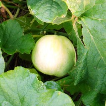 Sakatas Sweet Melon Seeds Japanese Conomon Asian Thinwall White Chinese Honeydew - $9.90