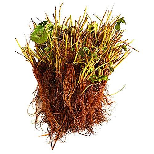 Hirts Evie Everbearing Strawberry Plants, 50 Plants Bareroot - $54.95