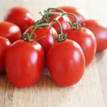 New Fresh Seeds 25 Dwarf Roma Tomato Seeds - $11.98