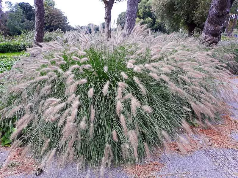 Pennisetum alopecuroides HAMELN FOUNTAIN GRASS Seeds - $16.42