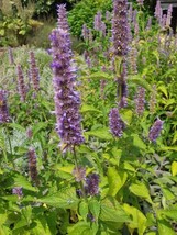 Korean Mint Giant Purple Hyssop 50 Seeds Heirloom Flower Fresh - £10.16 GBP