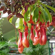 Nepenthes Alata Pitcher Carnivorous Plant 3-6 inches Bare root  - £25.95 GBP