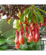 Nepenthes Alata Pitcher Carnivorous Plant 3-6 inches Bare root  - €28,51 EUR