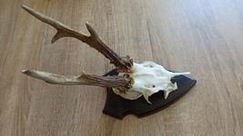 vintage Real  Skull with Horns, white bone, animal skull. Original 1970-... - $35.64