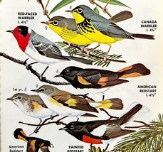 Warbler Redstart Varieties And Types 1966 Color Bird Art Print Nature #1... - $19.99