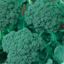 Ship From Us Organic Green Sprouting Calabrese Broccoli Seeds ~ 8 Oz Seeds, TM11 - £71.29 GBP