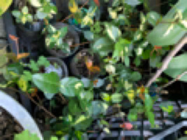 Asiatic Jasmine &#39;Ogon-Nishiki&#39; starter plant. Climbing plant liana groundcover - £13.29 GBP