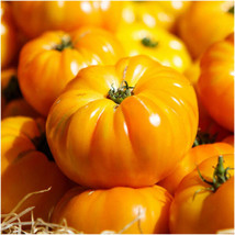 Yellow Brandywine Tomato Seeds 50 Ct Vegetable Heirloom Non Gmo - £9.23 GBP
