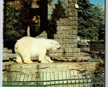 Polar Bear at City Park Zoo Denver Colorado CO UNP Unused Chrome Postcar... - £2.29 GBP